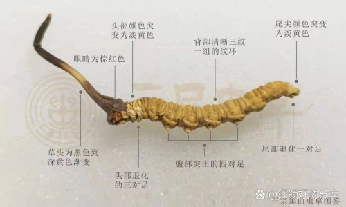 乳香精油功效与作用点网 :分享乳香精油护肤品十大品牌吗-乳香精油的功效与用法知识